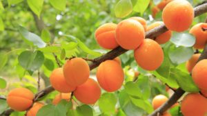 Fruit Ride : des vergers bio aux rubans de fruits - Abricot
