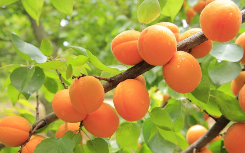 Fruit Ride : des vergers bio aux rubans de fruits - Abricot