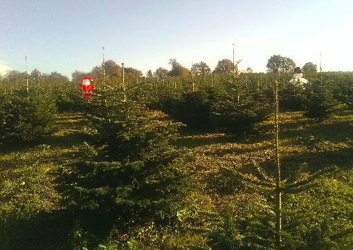 Une sapinière à Joué-sur-Erdre pour choisir son sapin de Noël