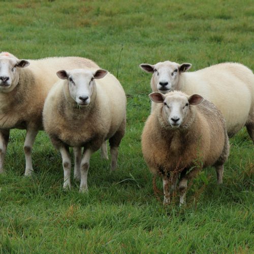 Vols de moutons : Luc Geismar, député, réclame des actions “concrètes et efficaces”
