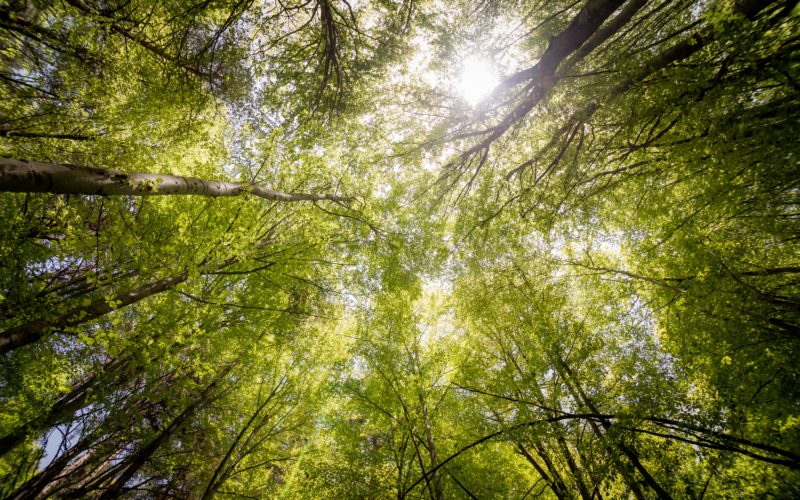 Une concertation publique pour préserver le bois de la Desnerie à la Chapelle sur Erdre.