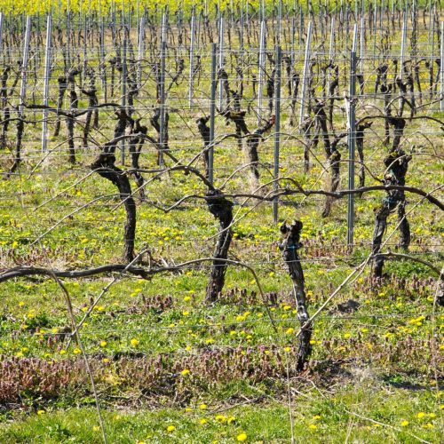 Filières viticole et arboricole : la région apporte son soutien après le coup de gel