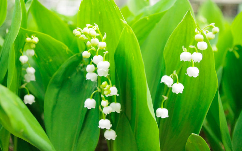 Loire-Atlantique : les résidents d’Ehpad reçoivent leur brin de muguet