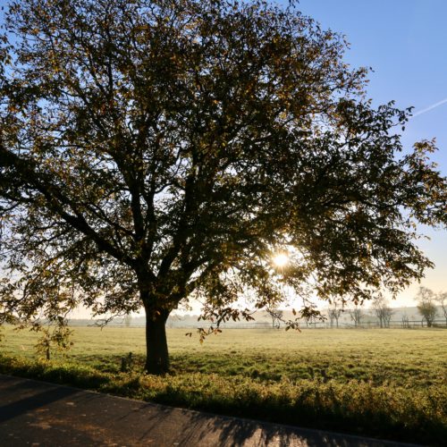 Nantes : Balade artistique au fil des arbres remarquables