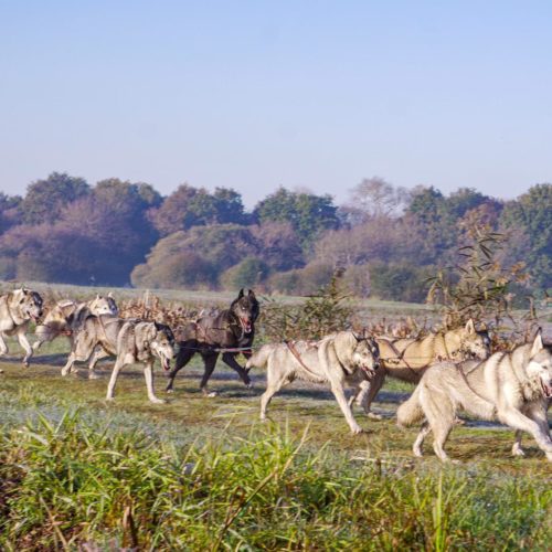 Cédric Bellaud : entre marais de Grand Lieu et pistes enneigées