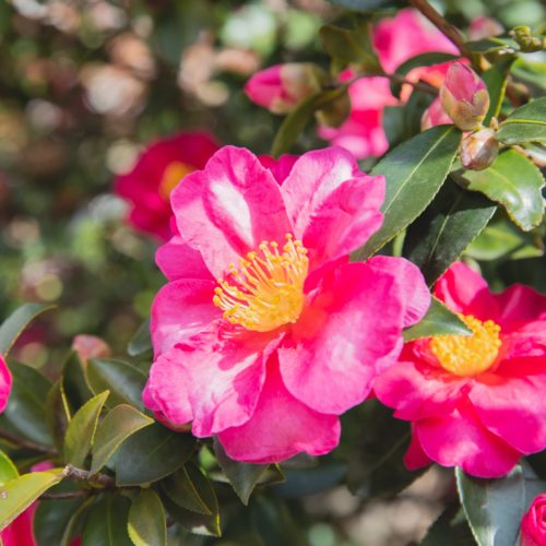 Une promenade ludique autour des camélias au Jardin des plantes