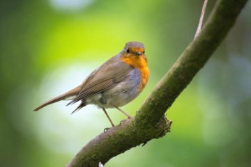 Loire-Atlantique : recensement des oiseaux des jardins fin janvier