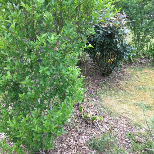 Saint-Herblain : Une consultation dédiée au jardinage citoyen