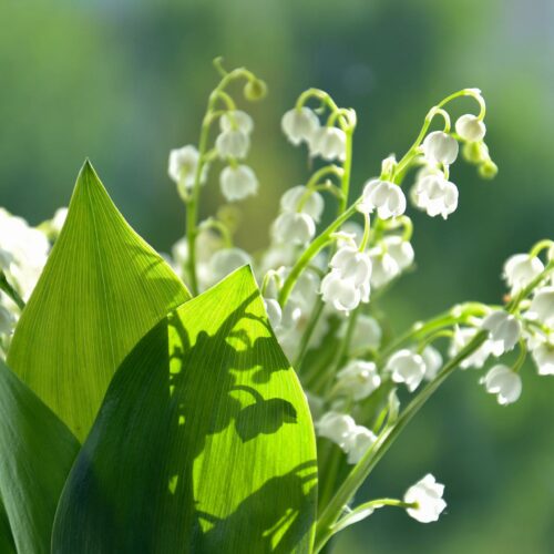 1er mai : La préfecture rappelle les règles de la vente de Muguet