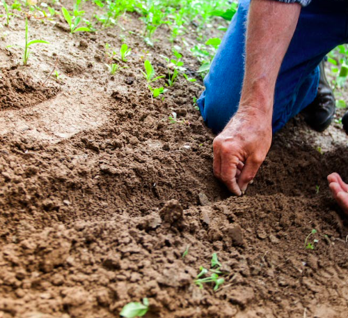 A Divatte-sur-Loire, troquez vos plantes le 25 mars !