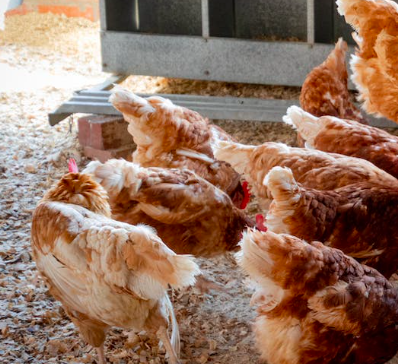 Grippe aviaire : Les élus Démocratie 44 enjoignent le Département et l’Etat de “se réveiller”