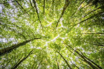 Orvault recherche les 250 planteurs du bois de l’avenir