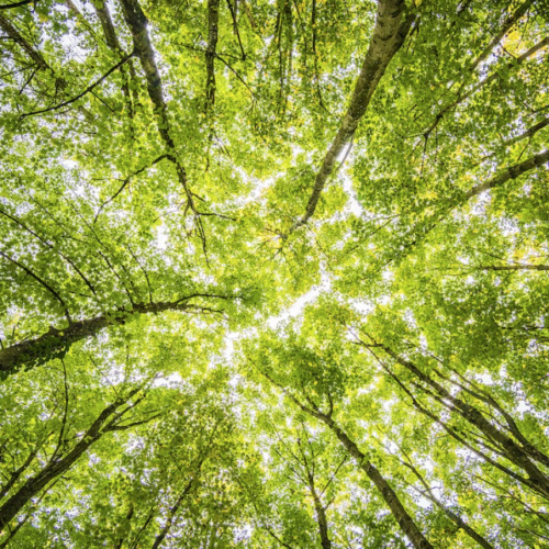 Saint-Aignan : l’arbre au centre d’une soirée-débat