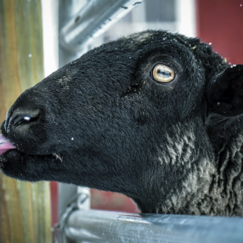 Des brebis en transhumance à travers la ville de Nantes