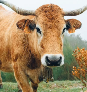 Agriculture Zone humide : Balade dans la Vallée de Bouguenais