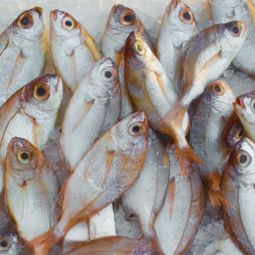 Loire-Atlantique : la pêche est interdite dans 10 communes