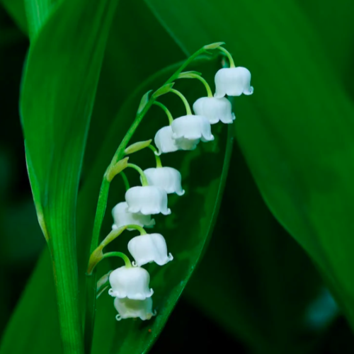 Loire-Atlantique : Le muguet en 4 chiffres