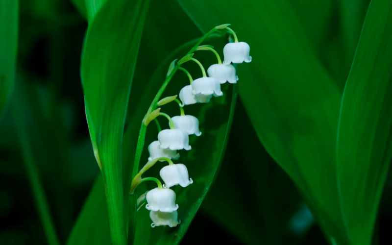Loire-Atlantique : Le muguet en 4 chiffres