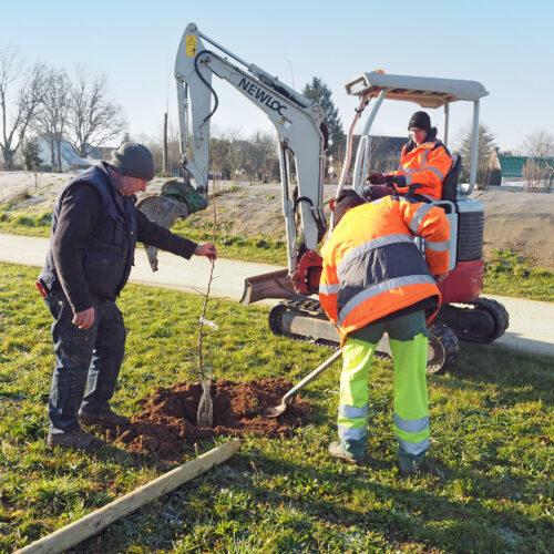 A Nort-sur-Erdre, 53 arbres fruitiers rustiques et locaux plantés