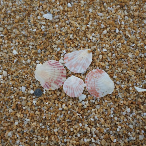 Loire-Atlantique : Sur les plages du Nord, il faut abandonner les coquillages