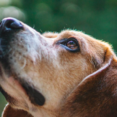 Animaux et leurs maîtres : Quelle photo préférez-vous à Mauves-sur-Loire ?