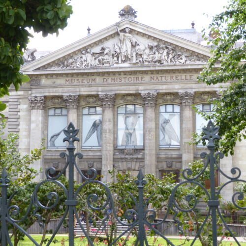 Muséum d’Histoire Naturelle Nantes : grand chantier dès 2025