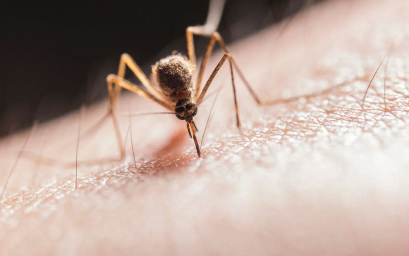 Cas de Dengue à Rezé : la ville ne peut pas procéder à une démoustication