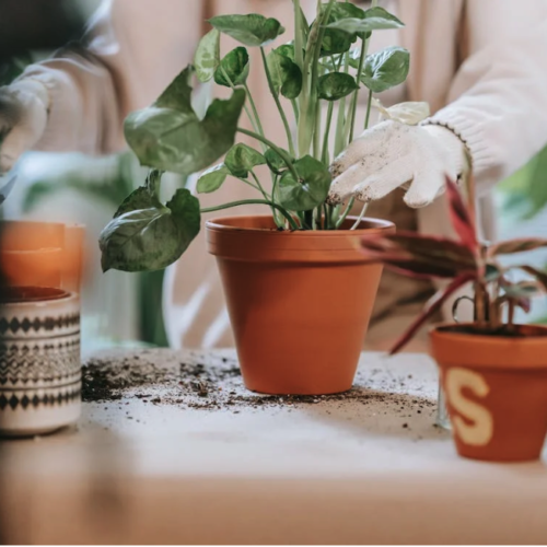 « Cimetière solidaire » un appel aux dons de plantes à Nantes