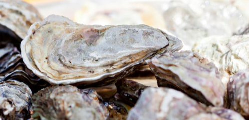 Quand les coquilles d’huîtres deviennent du compost