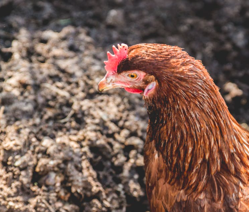 Une opération pour adopter des poules à Nozay