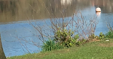 Vent et pluie en Loire-atlantique, Sèvre nantaise en vigilance jaune “crue”