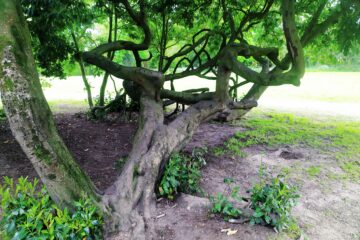 Sainte-Luce-sur-Loire retrouve sa 3ème fleur perdue.