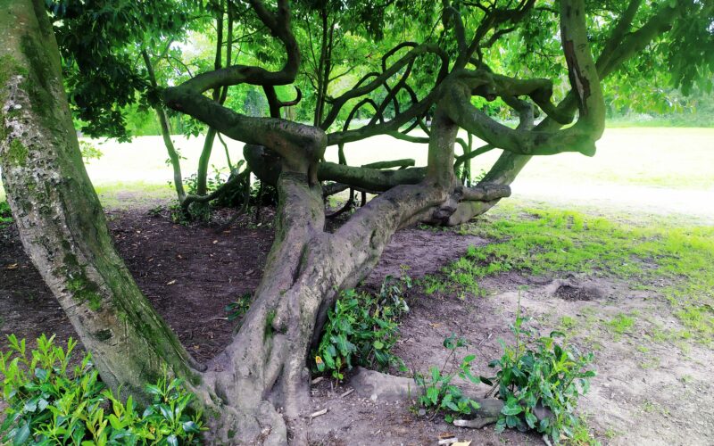 Arbres remarquables : un recensement participatif à Nort-sur-Erdre