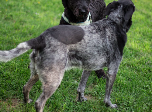 Déjections canines : Mouzeil rappelle les règles de civisme