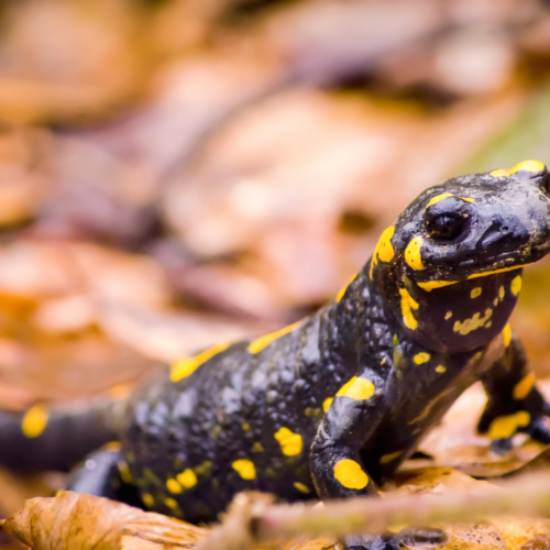 A Saint-Aignan de Grand Lieu : La salamandre à l’honneur