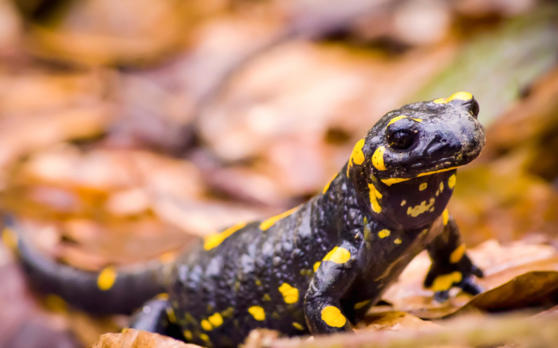 A Saint-Aignan de Grand Lieu : La salamandre à l’honneur