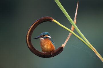 Guy Piton photographie les oiseaux des marais en Loire-Atlantique