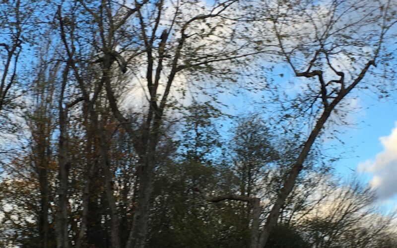 Vigilance jaune : la ville de Nantes ferme ses parcs.