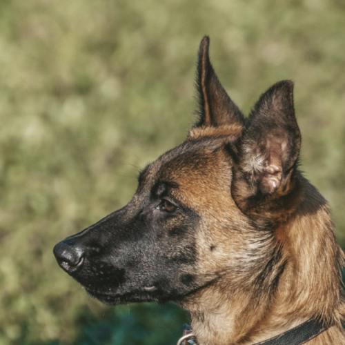 Un chien et son maître intègrent la police municipale de Nantes