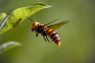 La Montagne : Une aide financière pour lutter contre le frelon asiatique.