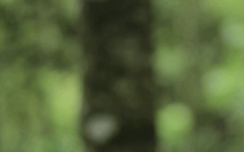 Maladie de la suie : Des arbres ont disparu à Saint-Sébastien-sur-Loire