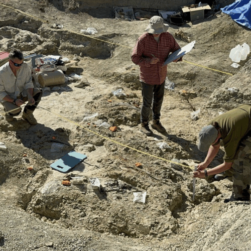 Dinosaure Muséum de Nantes : De nouvelles fouilles aux Etats-Unis