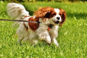 Orvault : Les chiens ont désormais leur espace 