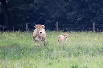 Découverte des vaches nantaises à Saint-Aignan de Grand Lieu fin août