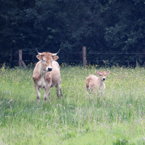 Découverte des vaches nantaises à Saint-Aignan de Grand Lieu fin août