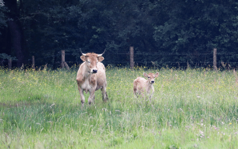 Découverte des vaches nantaises à Saint-Aignan de Grand Lieu fin août