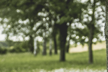 Orvault se dote d’une charte des arbres pour mieux les protéger