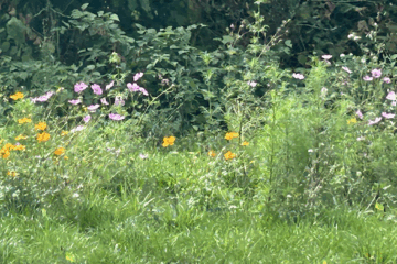 Ma rue en fleurs : Top départ dans la métropole de Nantes