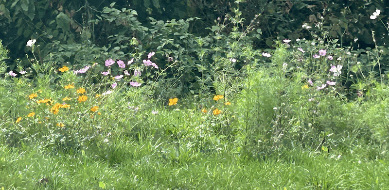 Ma rue en fleurs : Top départ dans la métropole de Nantes