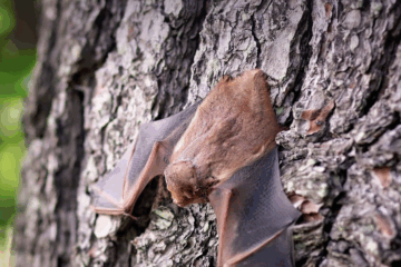 Cherchez des chauves-souris à Montbert en novembre